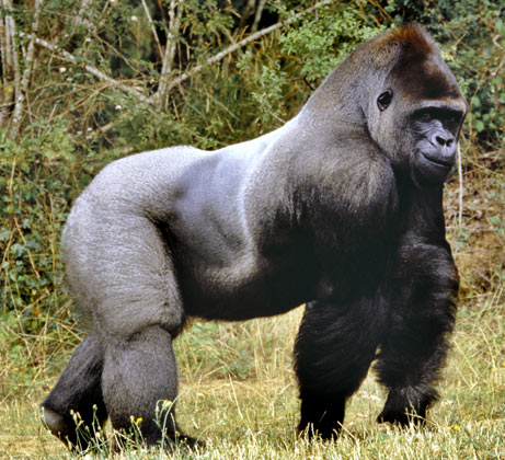 http://stayaware.files.wordpress.com/2007/09/rare-gorilla.jpg